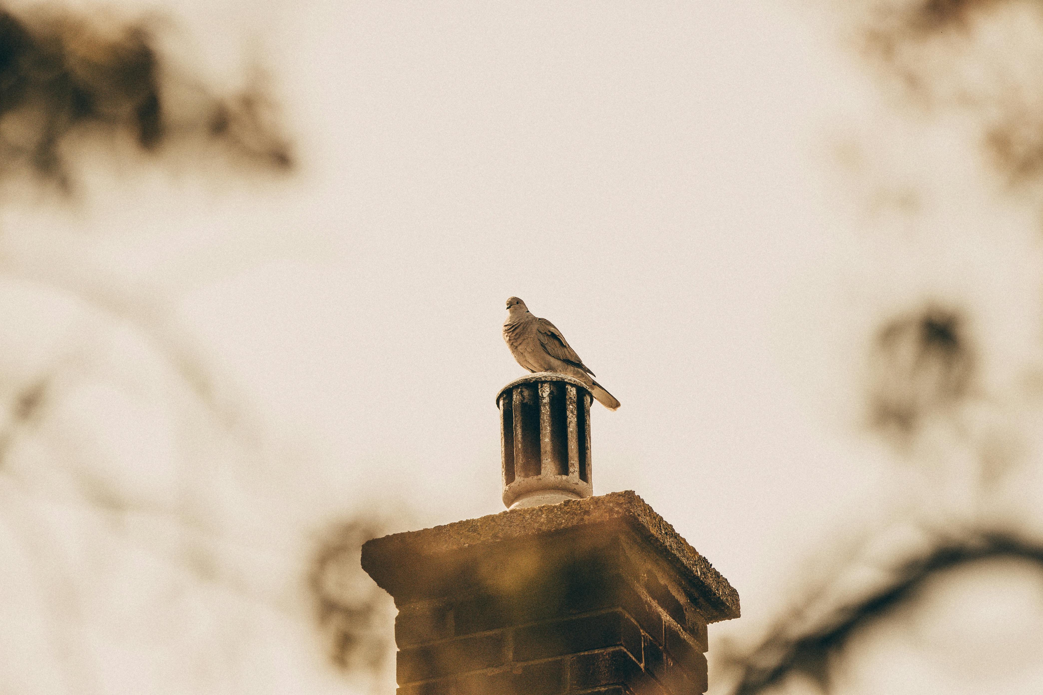 Expert Chimney Cap Installation in Vista, California